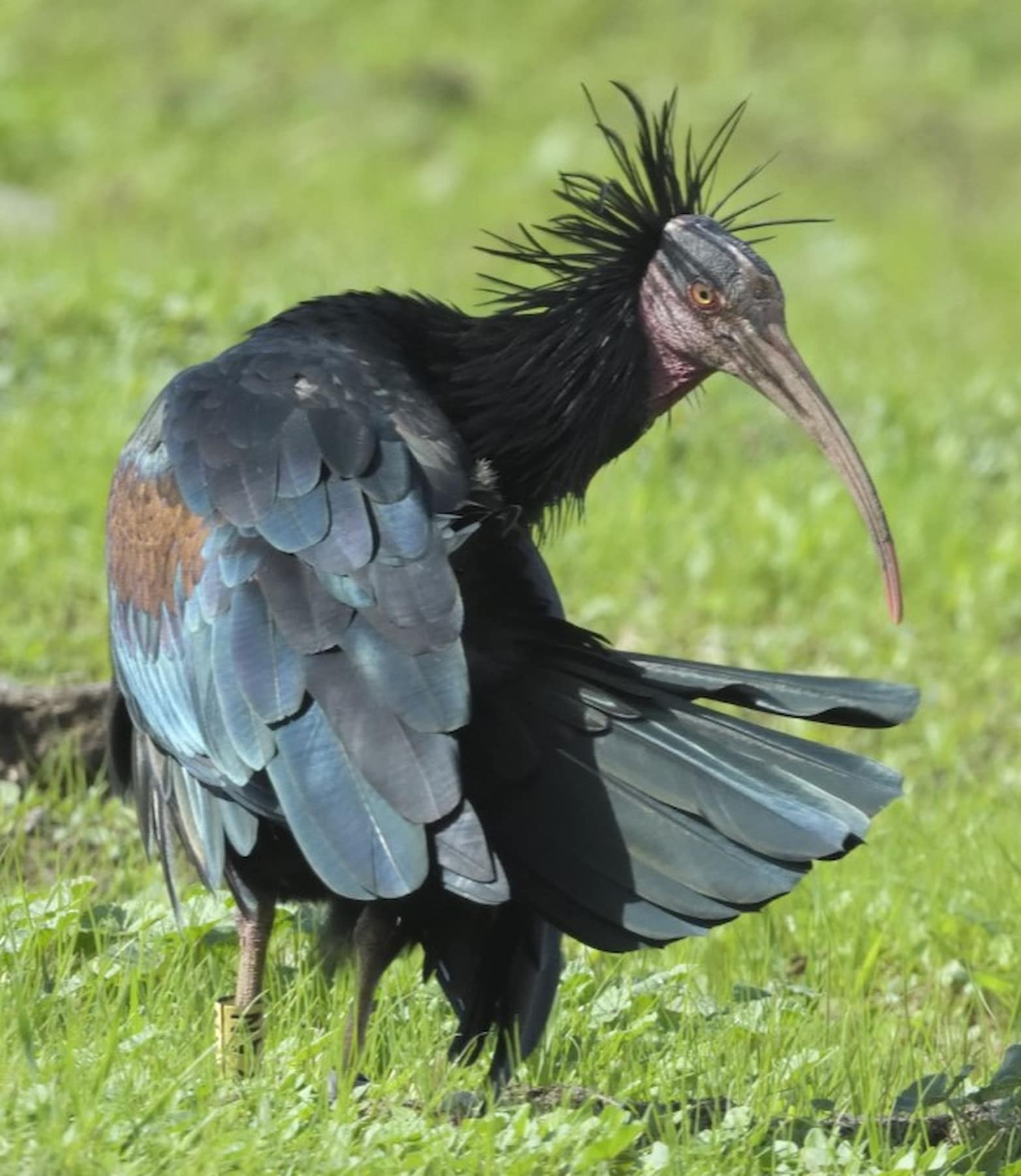 Bird Watching Tarifa Bird Watching Tarifa