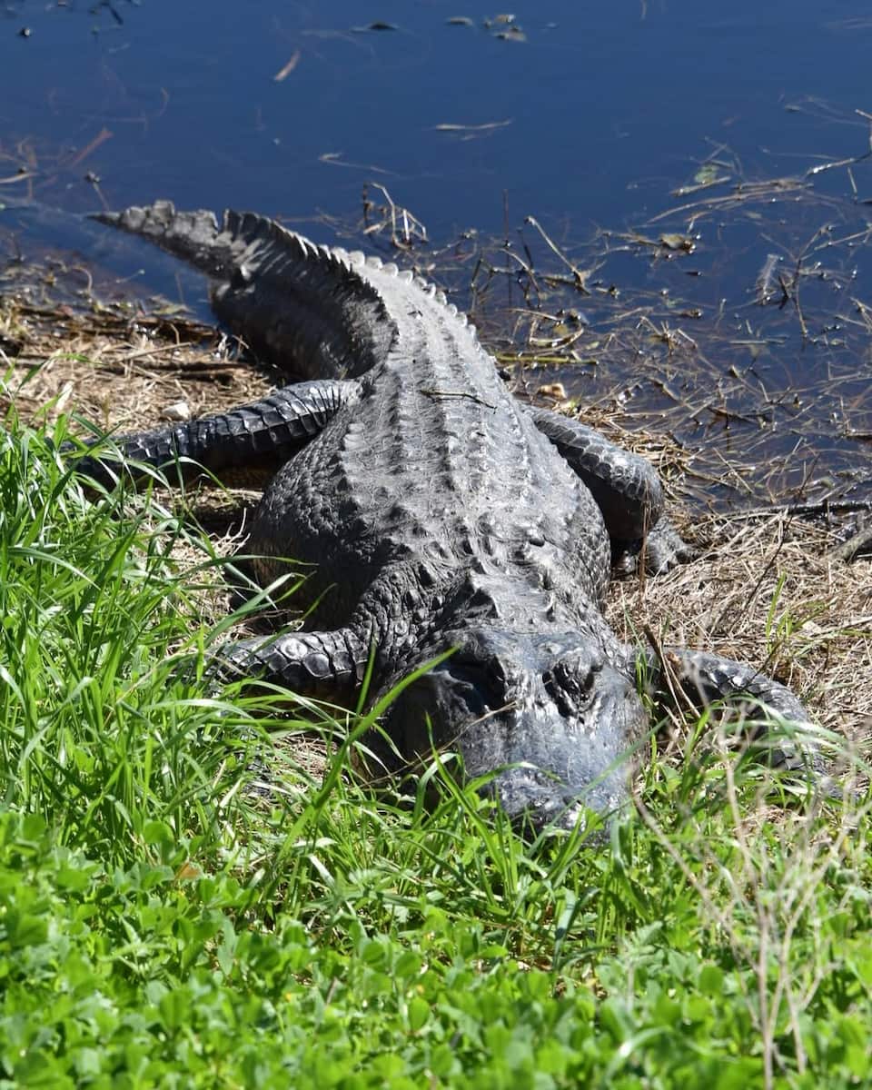 Brazos Bend State Park, TX Brazos Bend State Park, TX