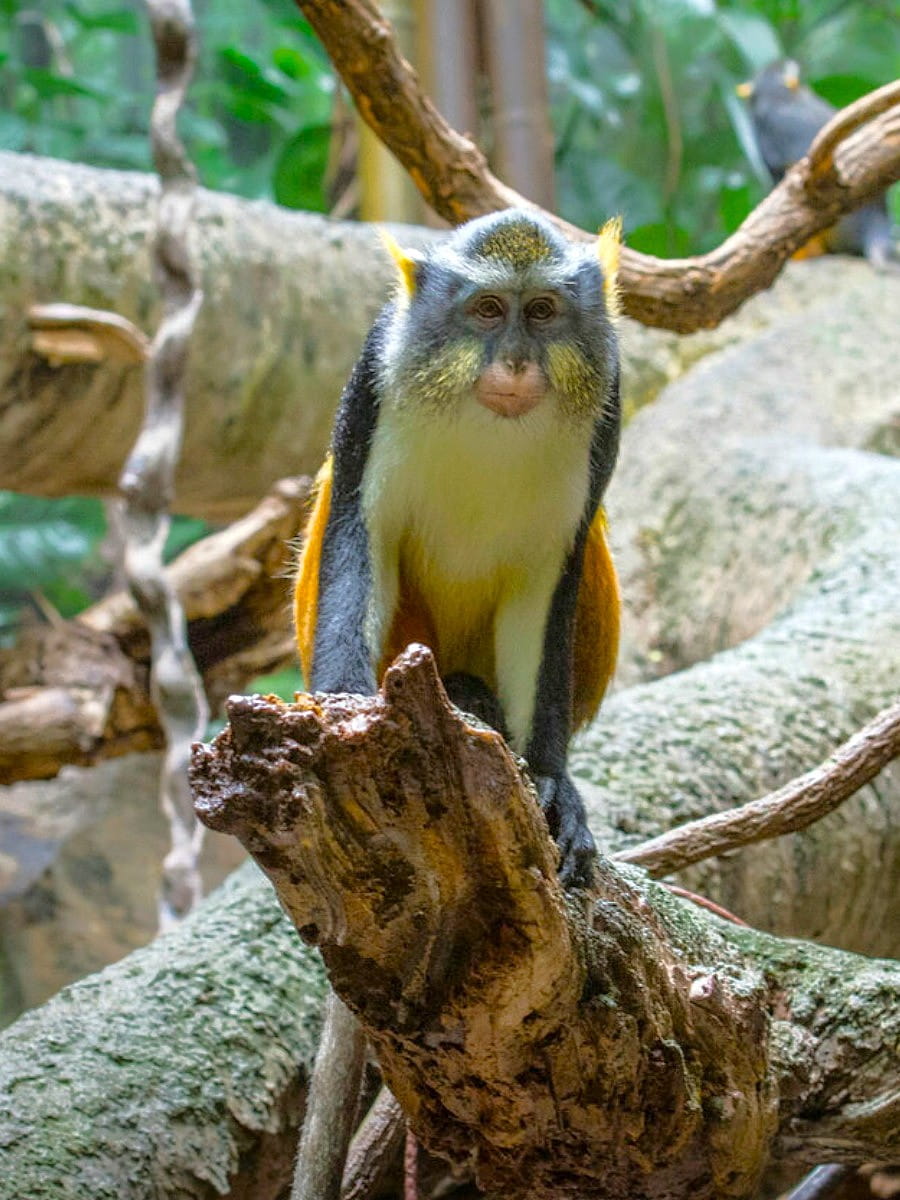 Bronx Zoo, NYC Bronx Zoo, NYC
