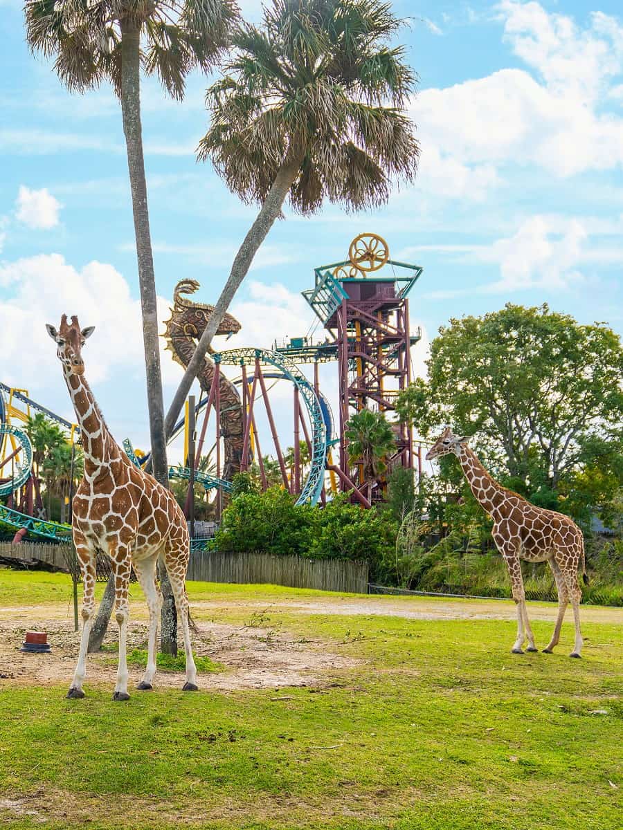 Busch Gardens Tampa Bay, Florida Busch Gardens Tampa Bay, Florida