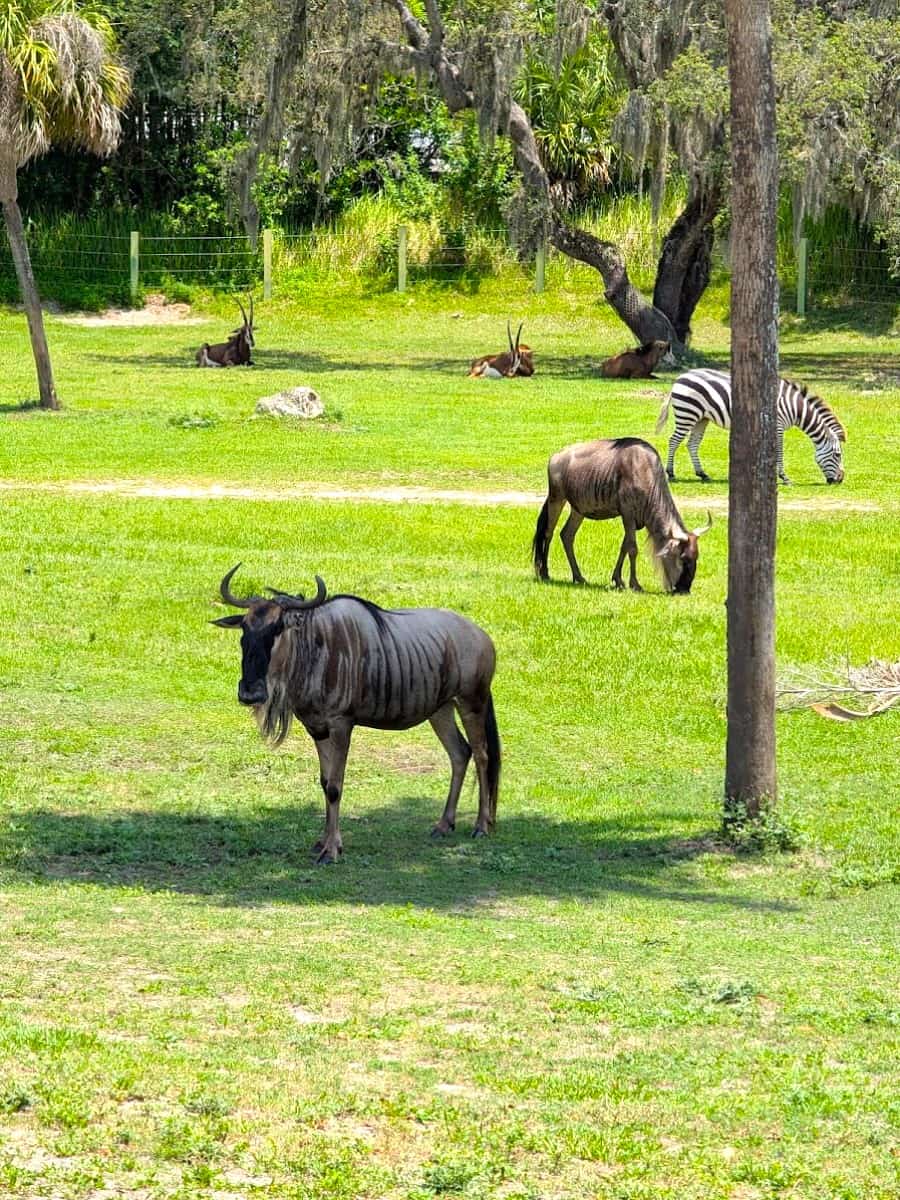 Busch Gardens Tampa Bay, Florida Busch Gardens Tampa Bay, Florida