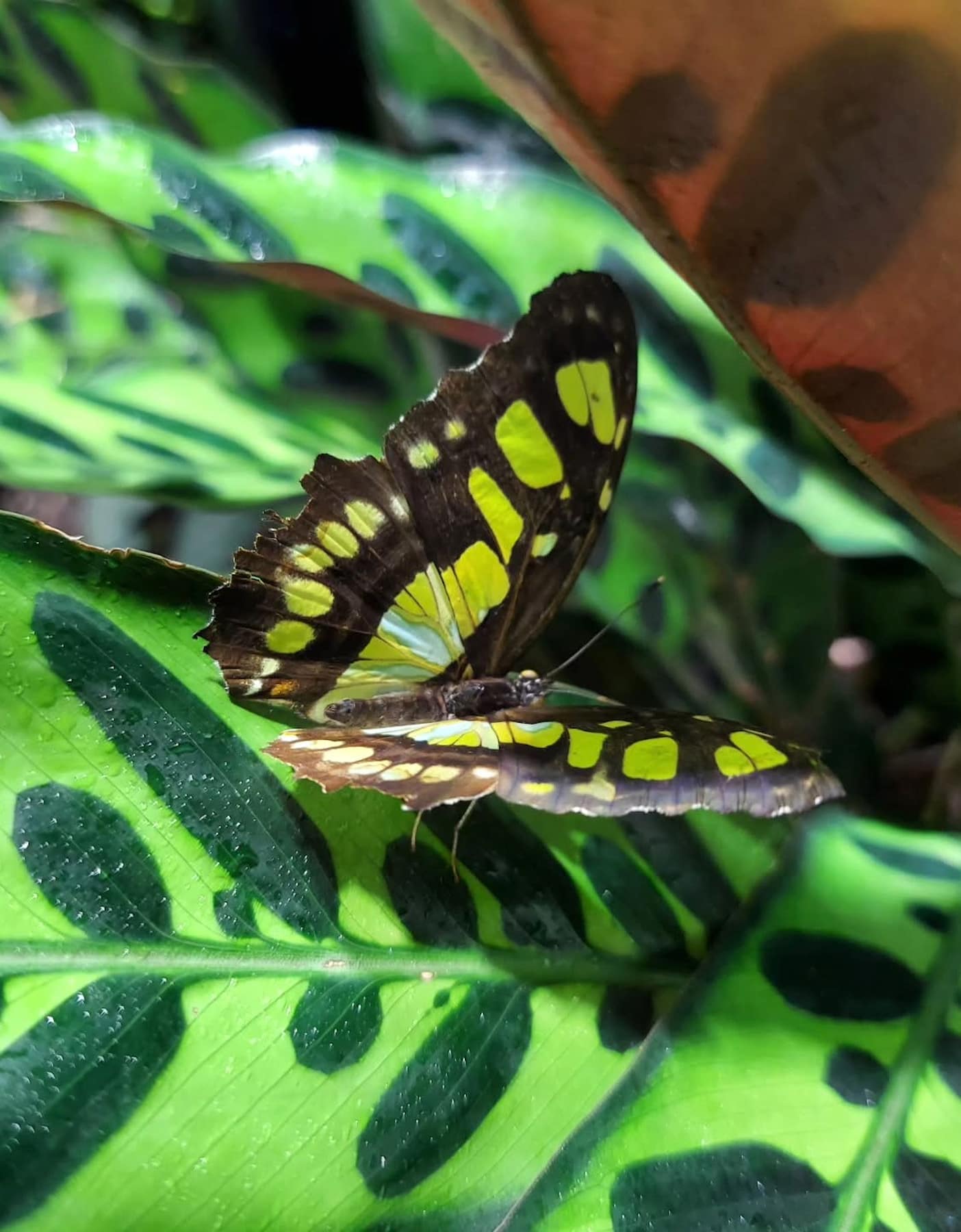 Butterfly Vivarium Milwaukee Butterfly Vivarium Milwaukee