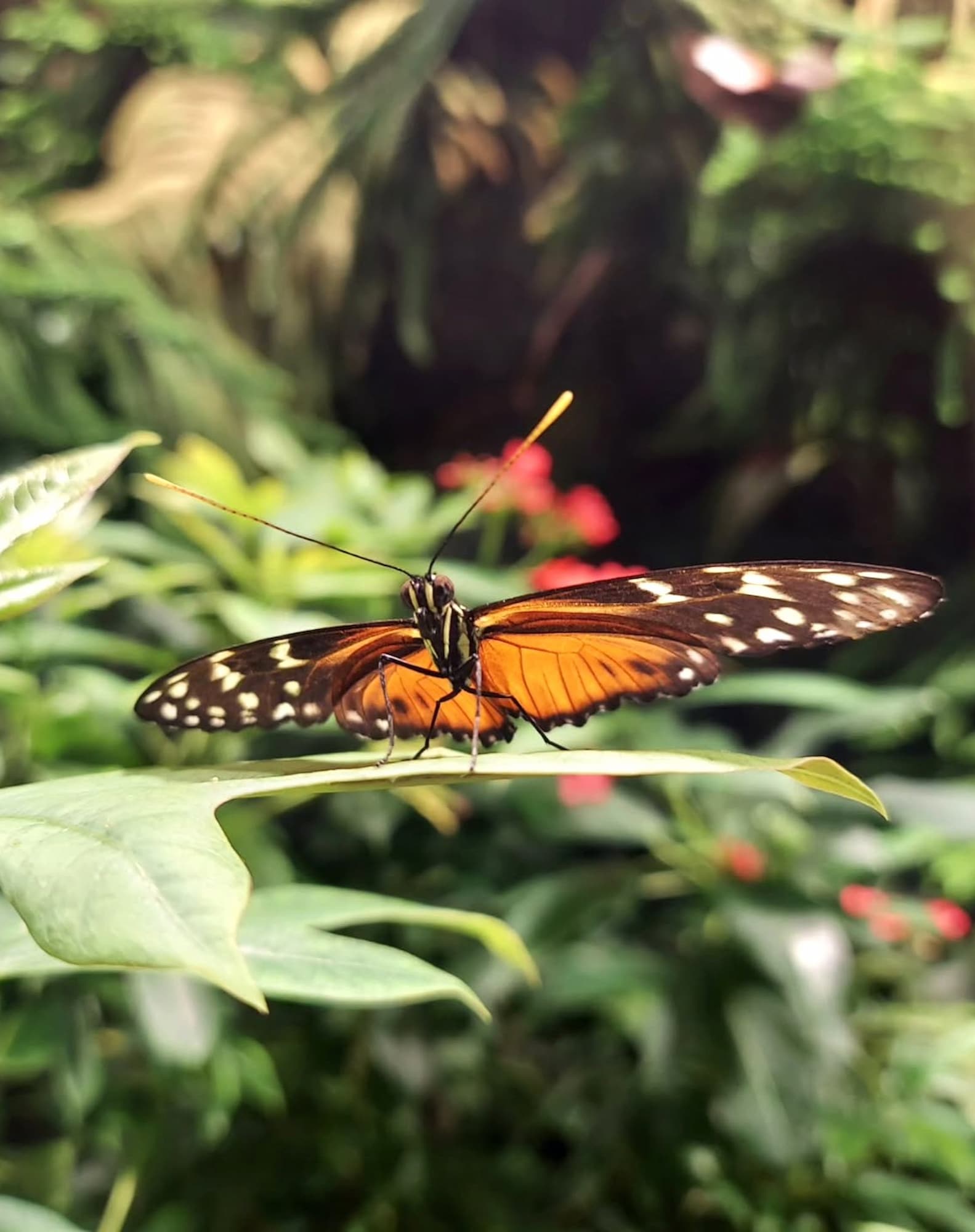 Butterfly Vivarium Milwaukee Butterfly Vivarium Milwaukee