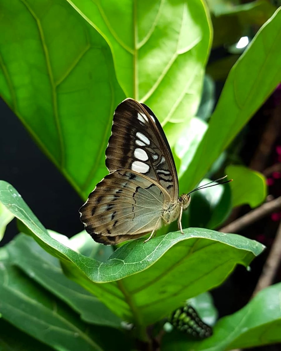 Butterfly Park, Singapore Butterfly Park, Singapore