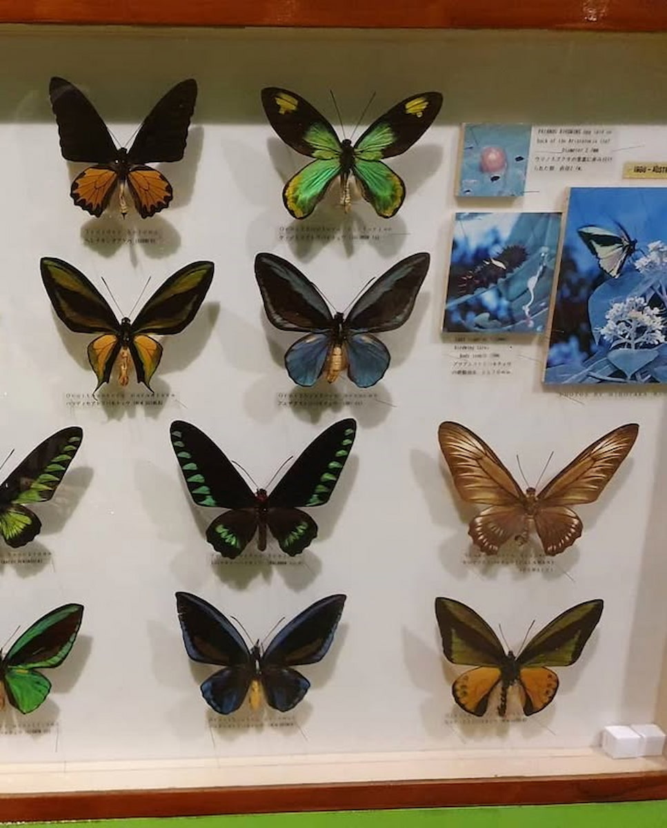 Butterfly Park, Singapore Butterfly Park, Singapore