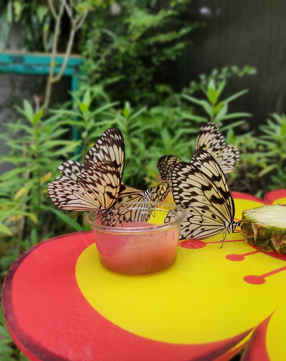 Butterfly Park, Singapore Butterfly Park, Singapore