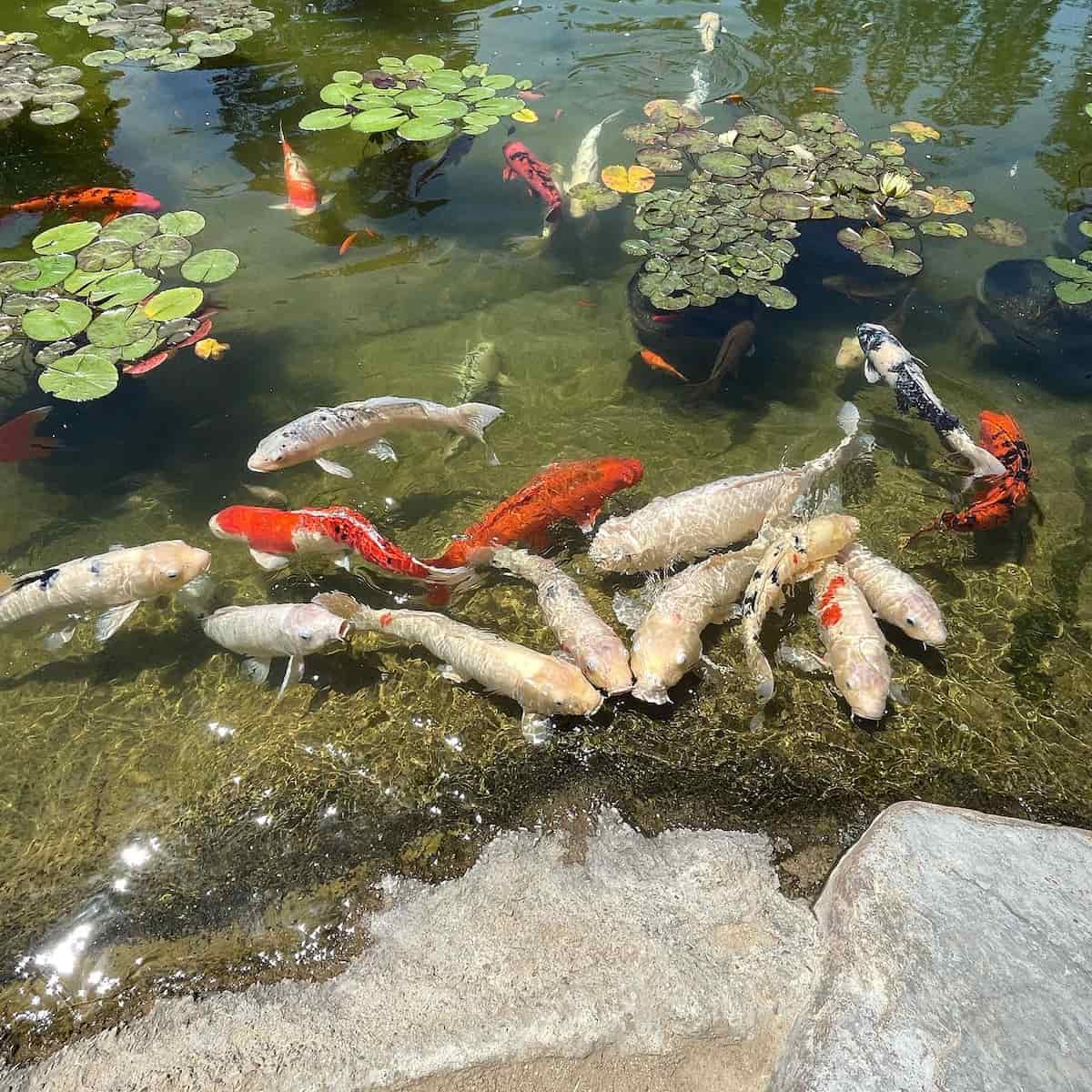Japanese Garden, Long Beach Japanese Garden, Long Beach