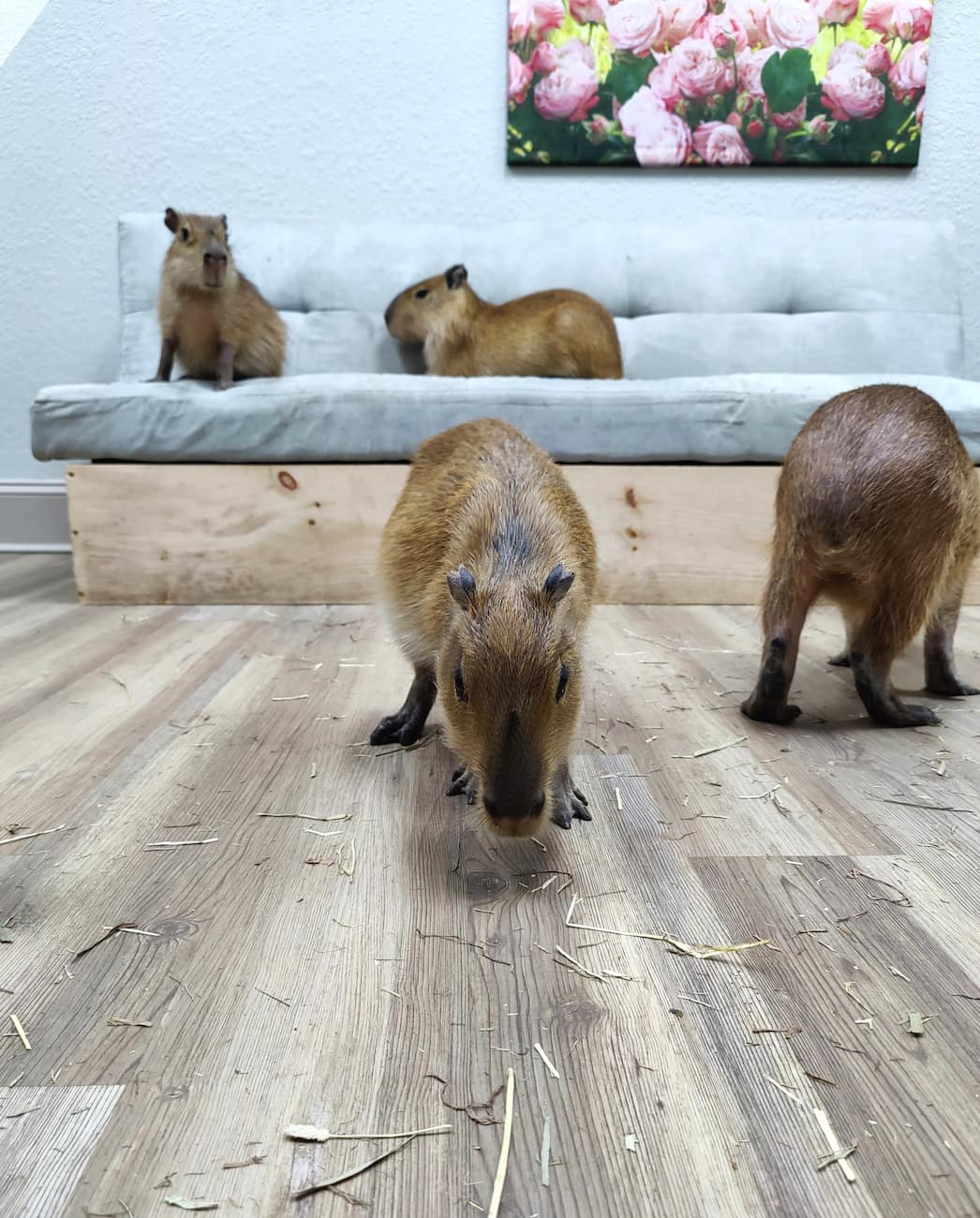 Capybara Cafe, St Augustine Capybara Cafe, St Augustine
