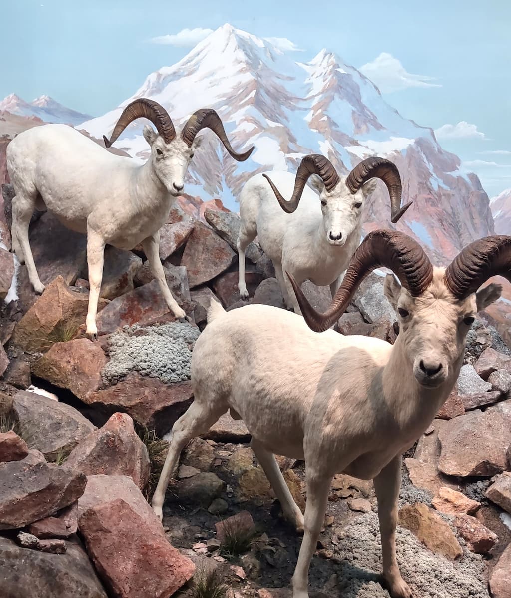 Carnegie Museum of Natural History, Pittsburgh Carnegie Museum of Natural History, Pittsburgh