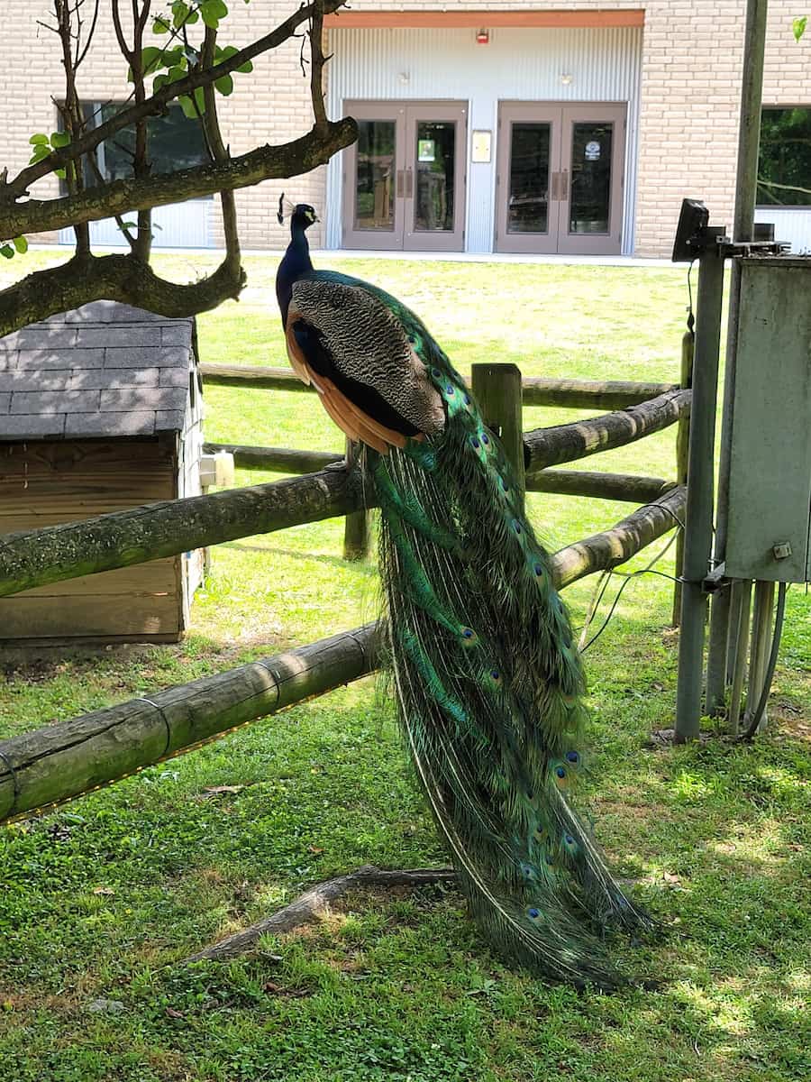 Chattanooga Zoo Chattanooga Zoo