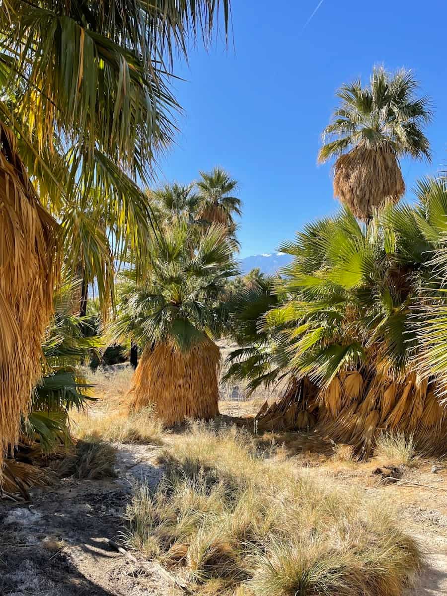 Coachella Valley Preserve, Palm Springs Coachella Valley Preserve, Palm Springs