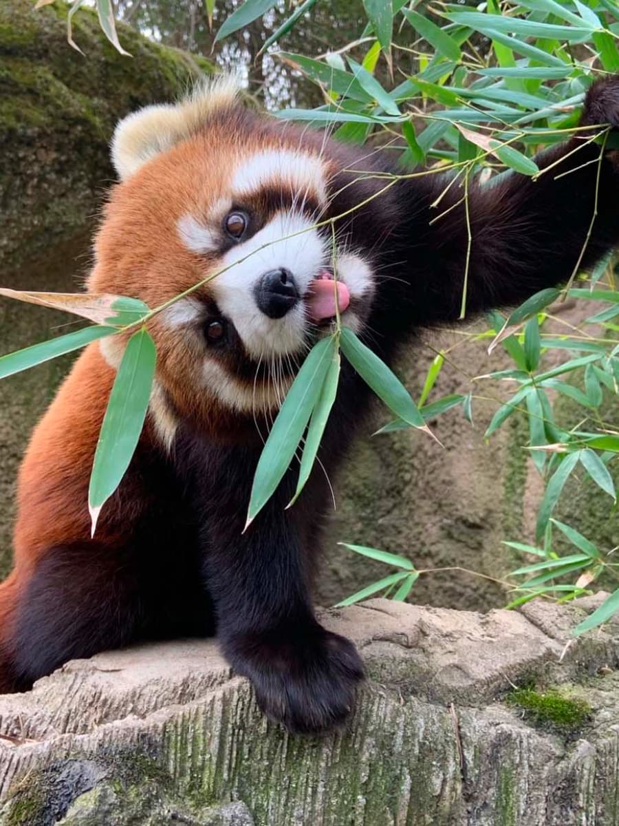 Columbus Zoo and Aquarium, Columbus, Ohio Columbus Zoo and Aquarium, Columbus, Ohio