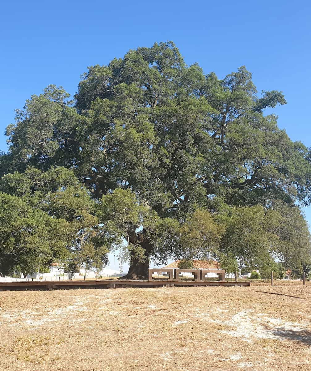 Cork Oak Forests Tarifa Cork Oak Forests Tarifa