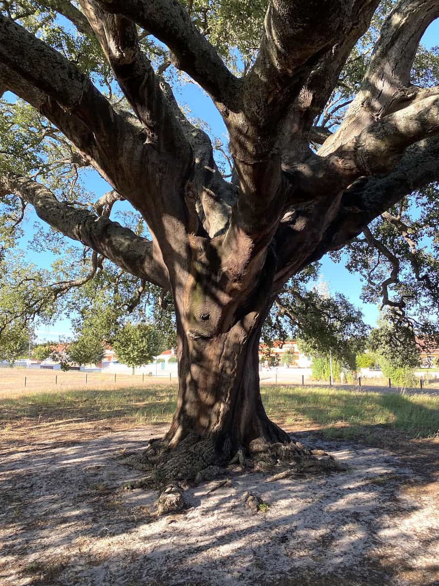 Cork Oak Forests Tarifa Cork Oak Forests Tarifa