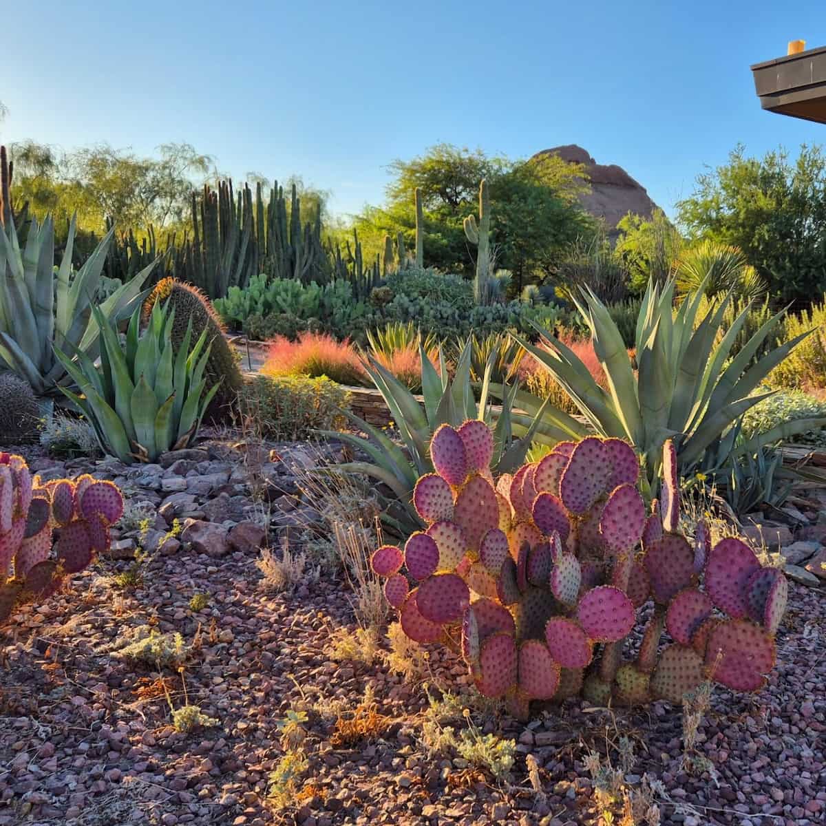 Desert Botanical Garden, Arizona Desert Botanical Garden, Arizona