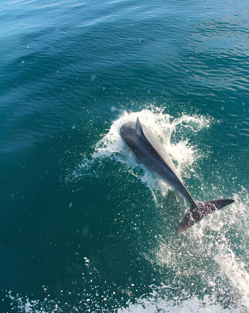 Destin Dolphin Cruise Destin Dolphin Cruise