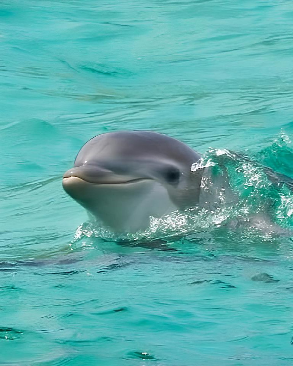 Destin Dolphin Cruise Destin Dolphin Cruise