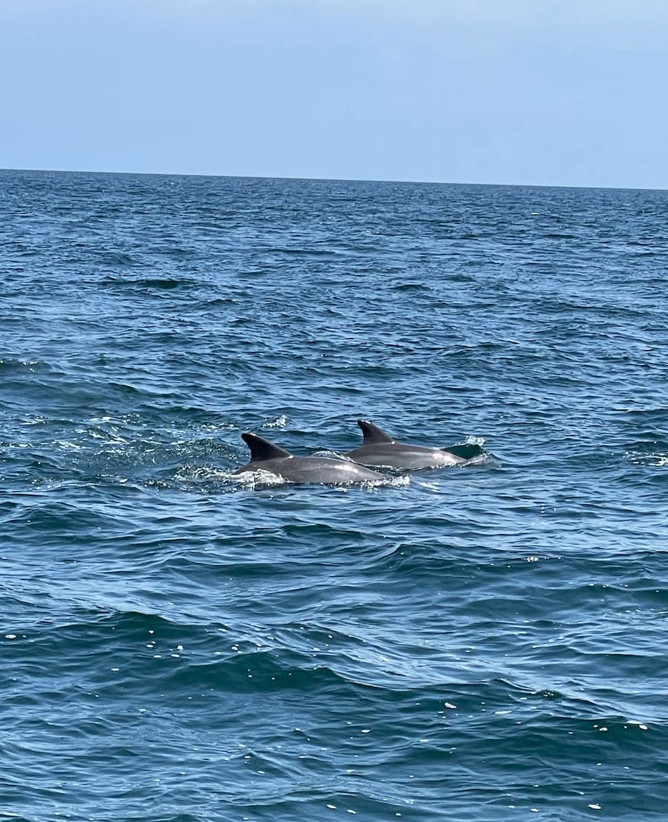 Destin Dolphin Cruise Destin Dolphin Cruise