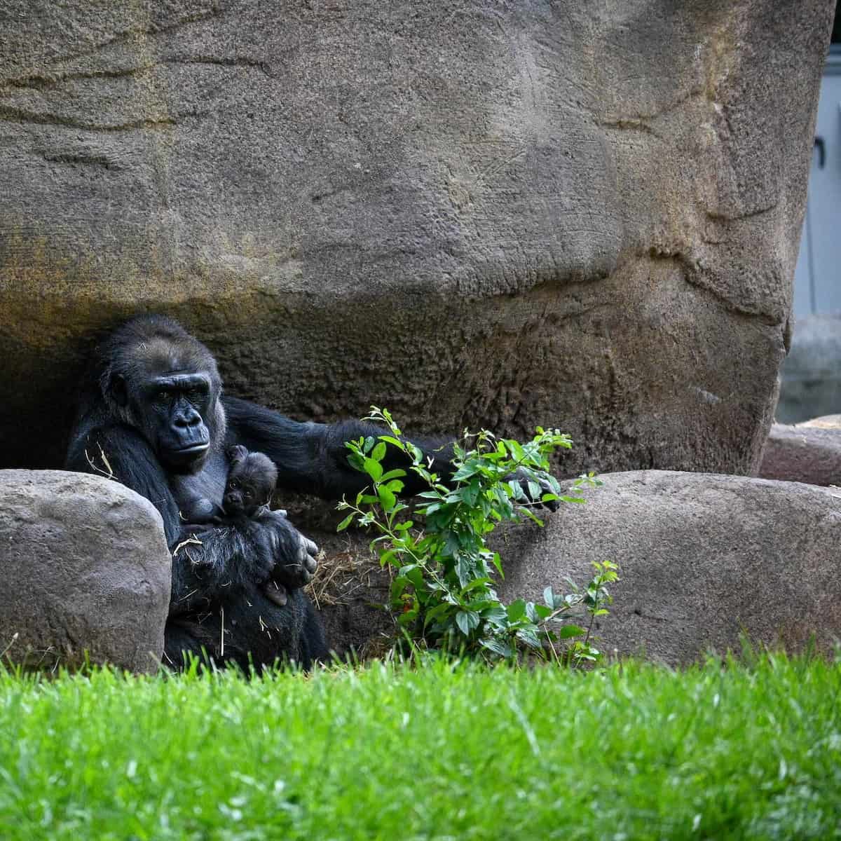 Detroit Zoo, Michigan Detroit Zoo, Michigan