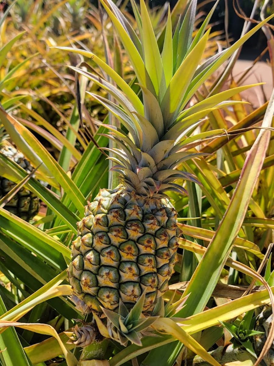 Dole Plantation, Hawaii Dole Plantation, Hawaii