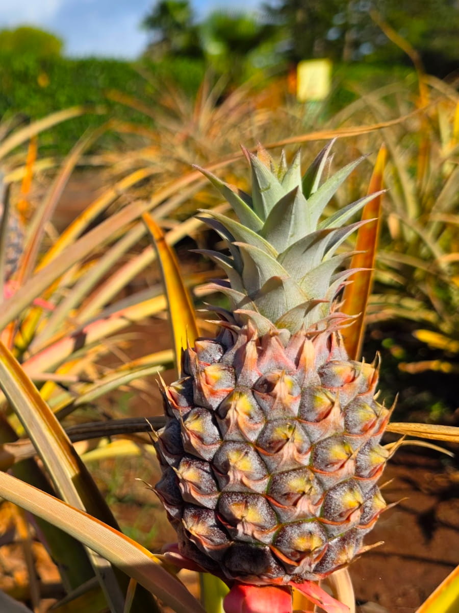 Dole Plantation Pineapple, Oahu Dole Plantation Pineapple, Oahu