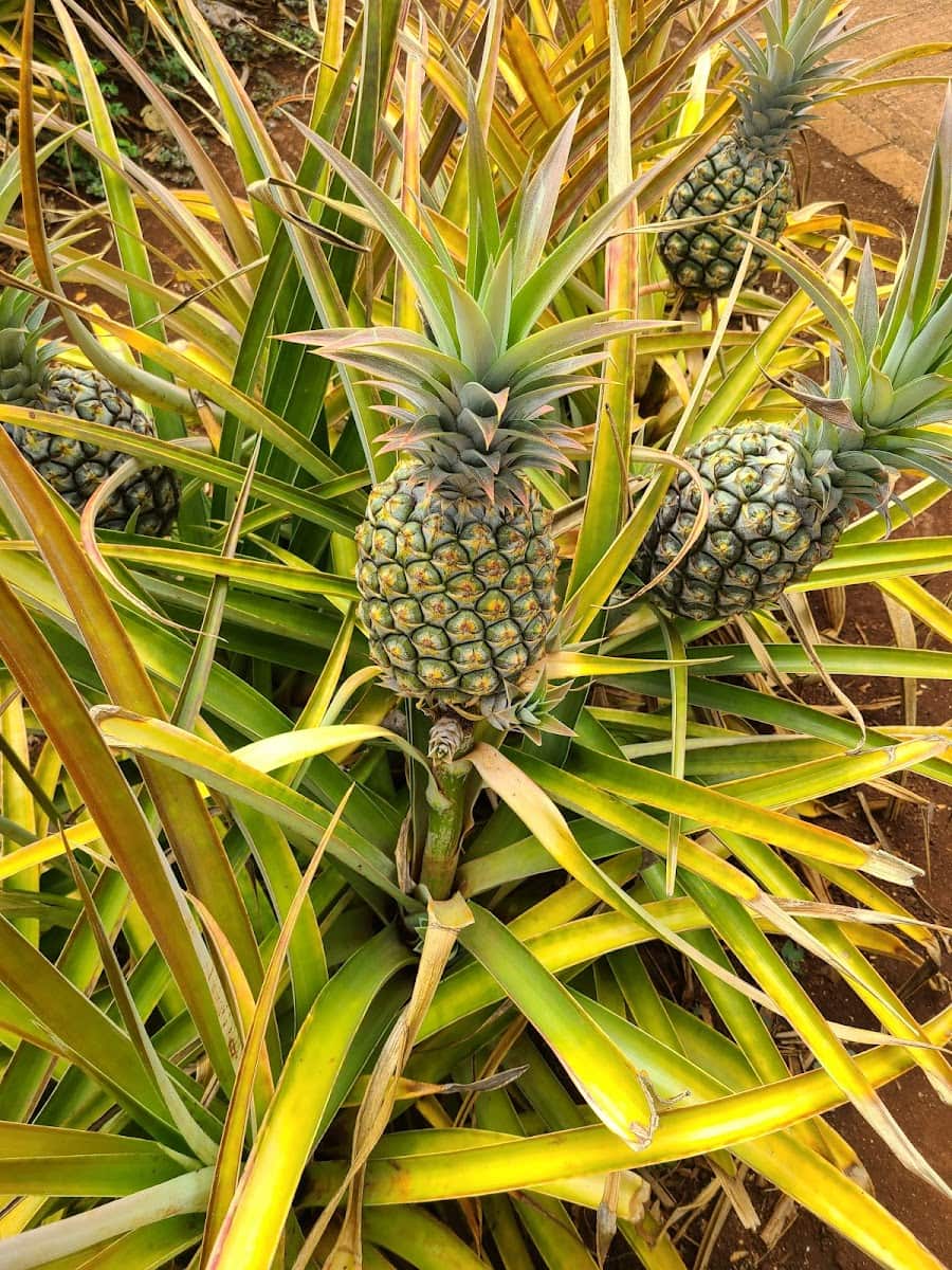 Dole Plantation Pineapple, Oahu Dole Plantation Pineapple, Oahu