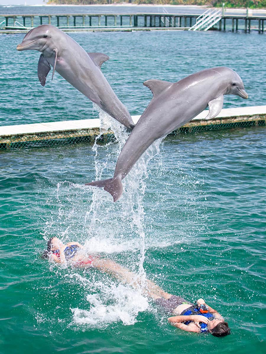 Dolphin Explorer, Punta Cana