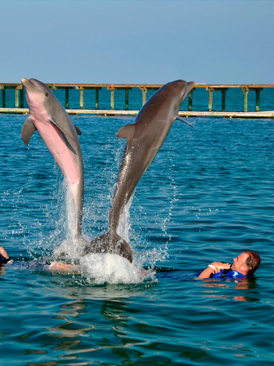Dolphin Explorer, Punta Cana