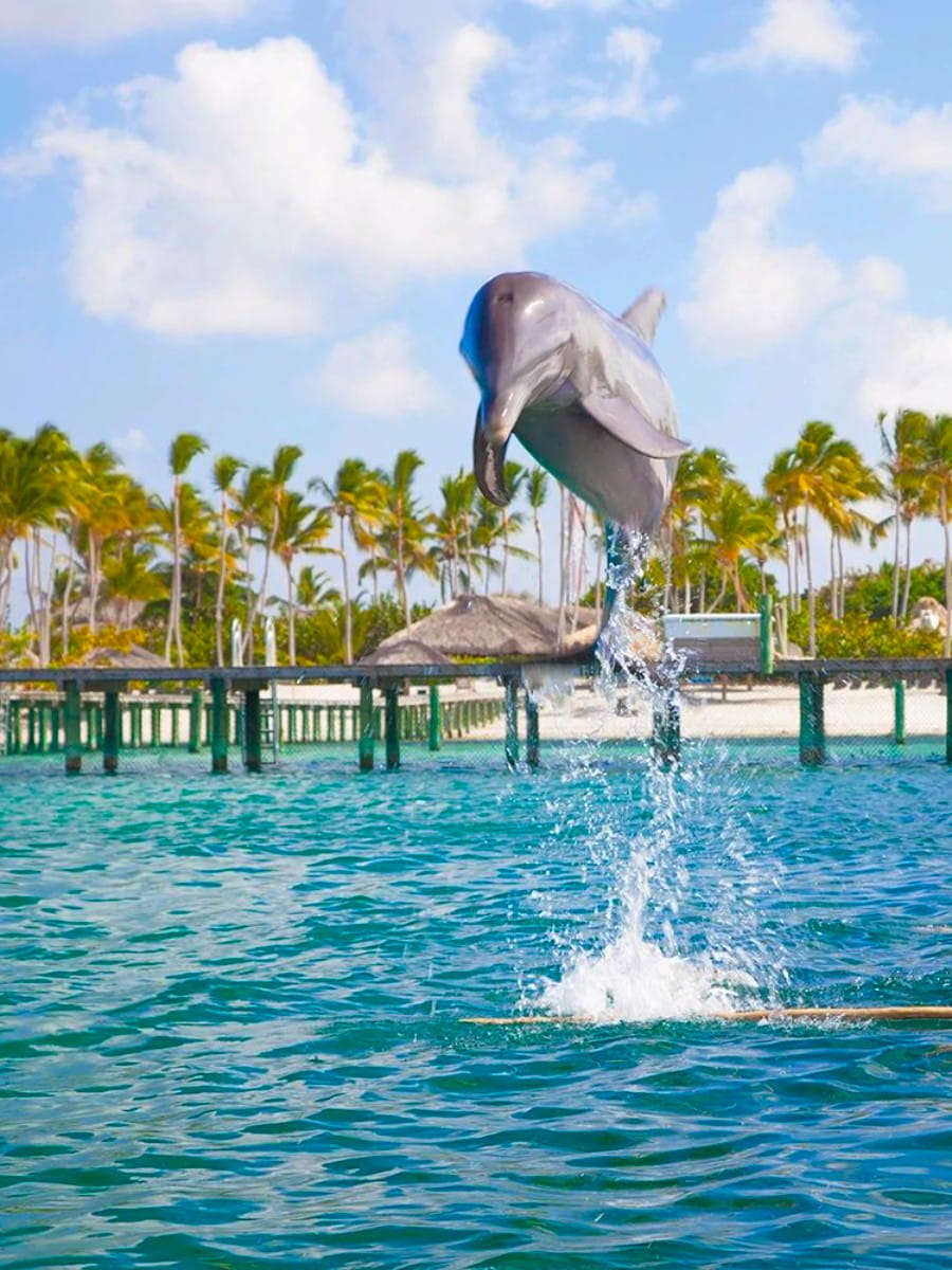 Dolphin Explorer, Punta Cana