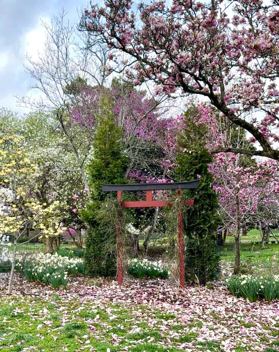 Eden Park Magnolia Garden, Cincinnati Eden Park Magnolia Garden, Cincinnati