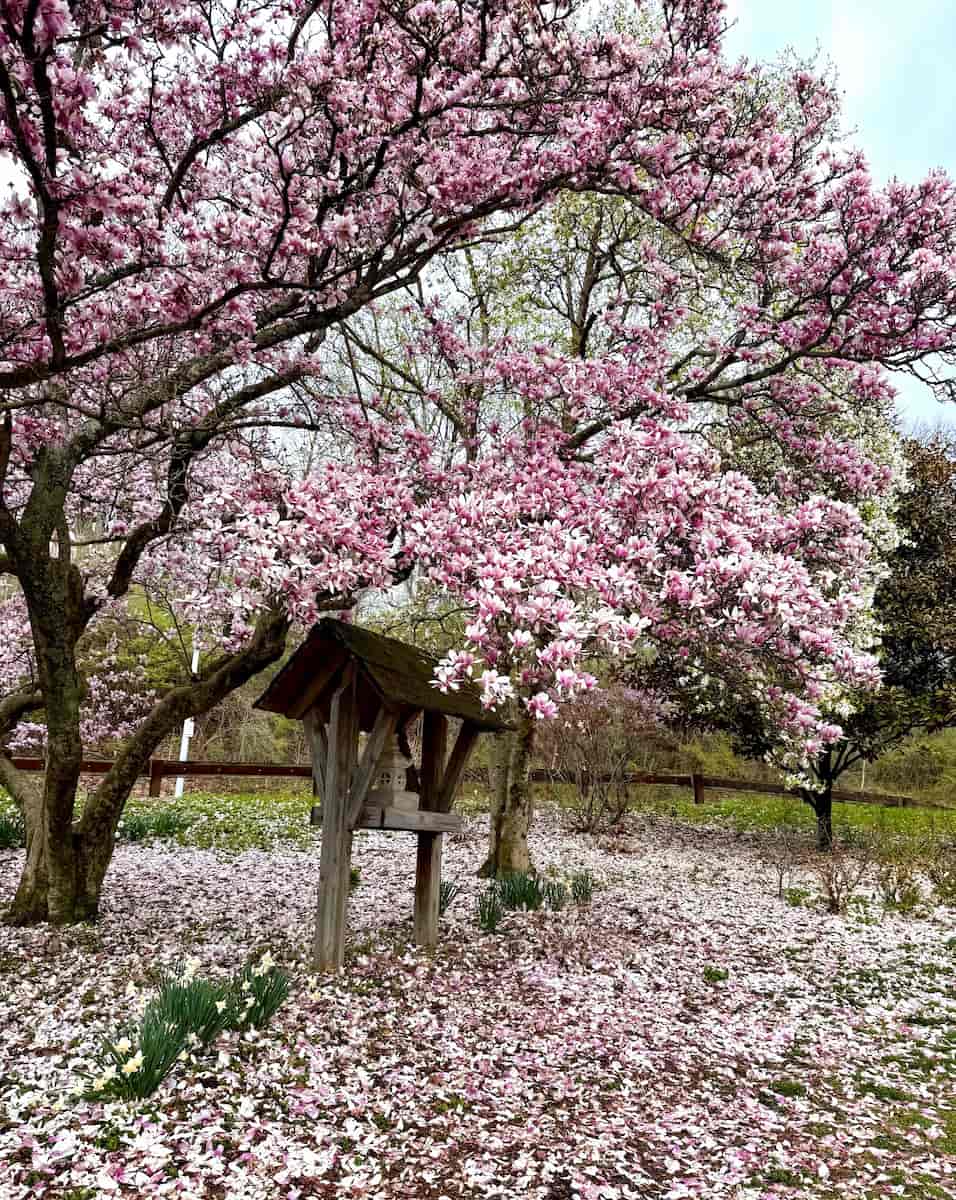 Eden Park Magnolia Garden, Cincinnati Eden Park Magnolia Garden, Cincinnati