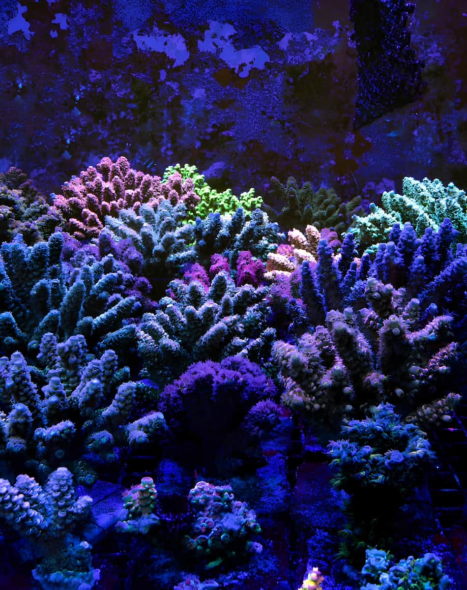 Emerald Coast Artificial Reefs, FL Emerald Coast Artificial Reefs, FL