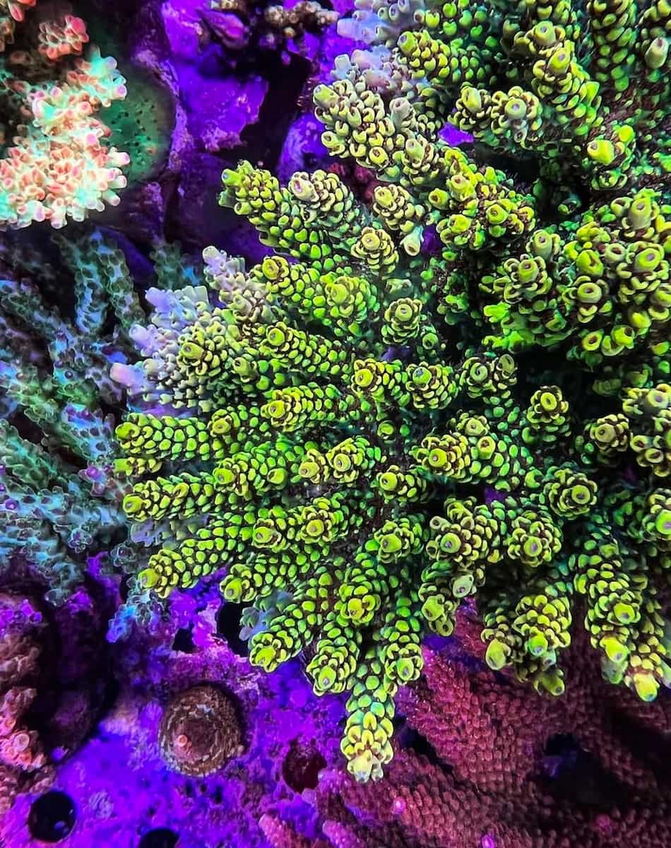 Emerald Coast Artificial Reefs, FL Emerald Coast Artificial Reefs, FL