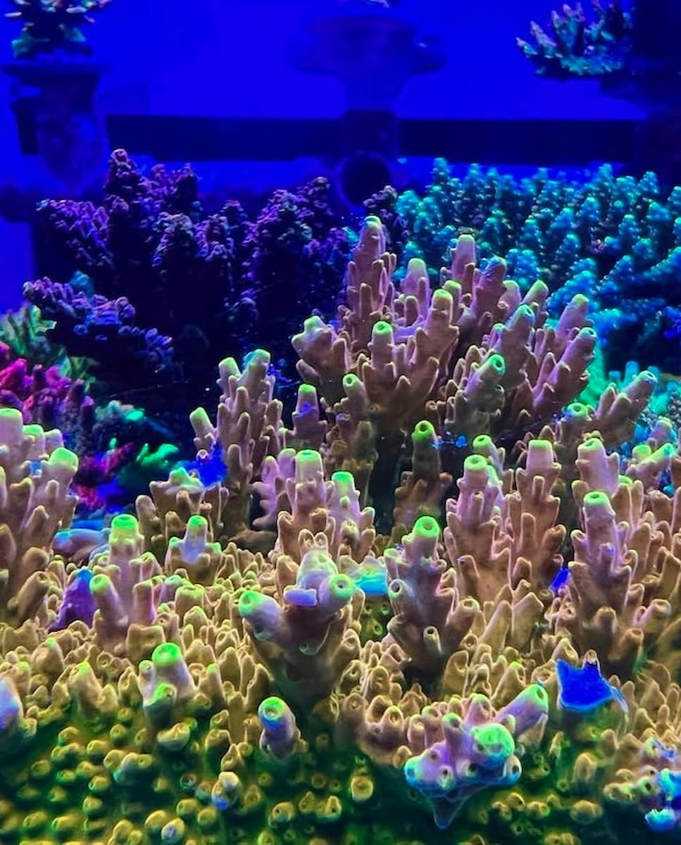 Emerald Coast Artificial Reefs, FL Emerald Coast Artificial Reefs, FL