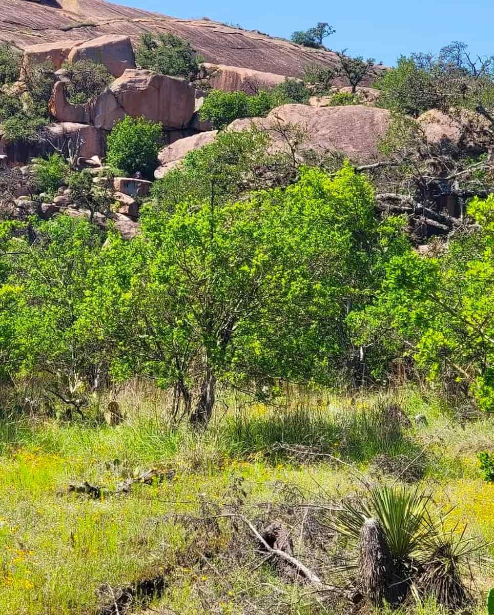Enchanted Rock State Natural Area, TX Enchanted Rock State Natural Area, TX