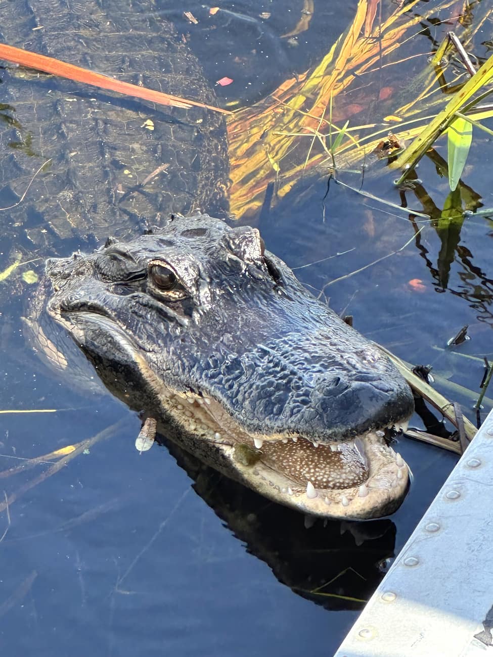 Everglades Airboat Tour Fort Lauderdale Everglades Airboat Tour Fort Lauderdale