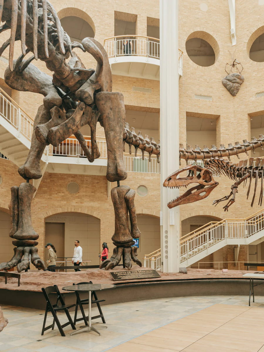Inside of Fernbank Museum, Georgia, US Inside of Fernbank Museum, Georgia, US