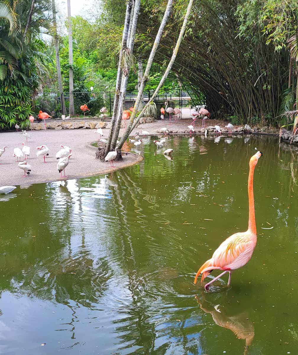 Flamingo Gardens Fort Lauderdale Flamingo Gardens Fort Lauderdale