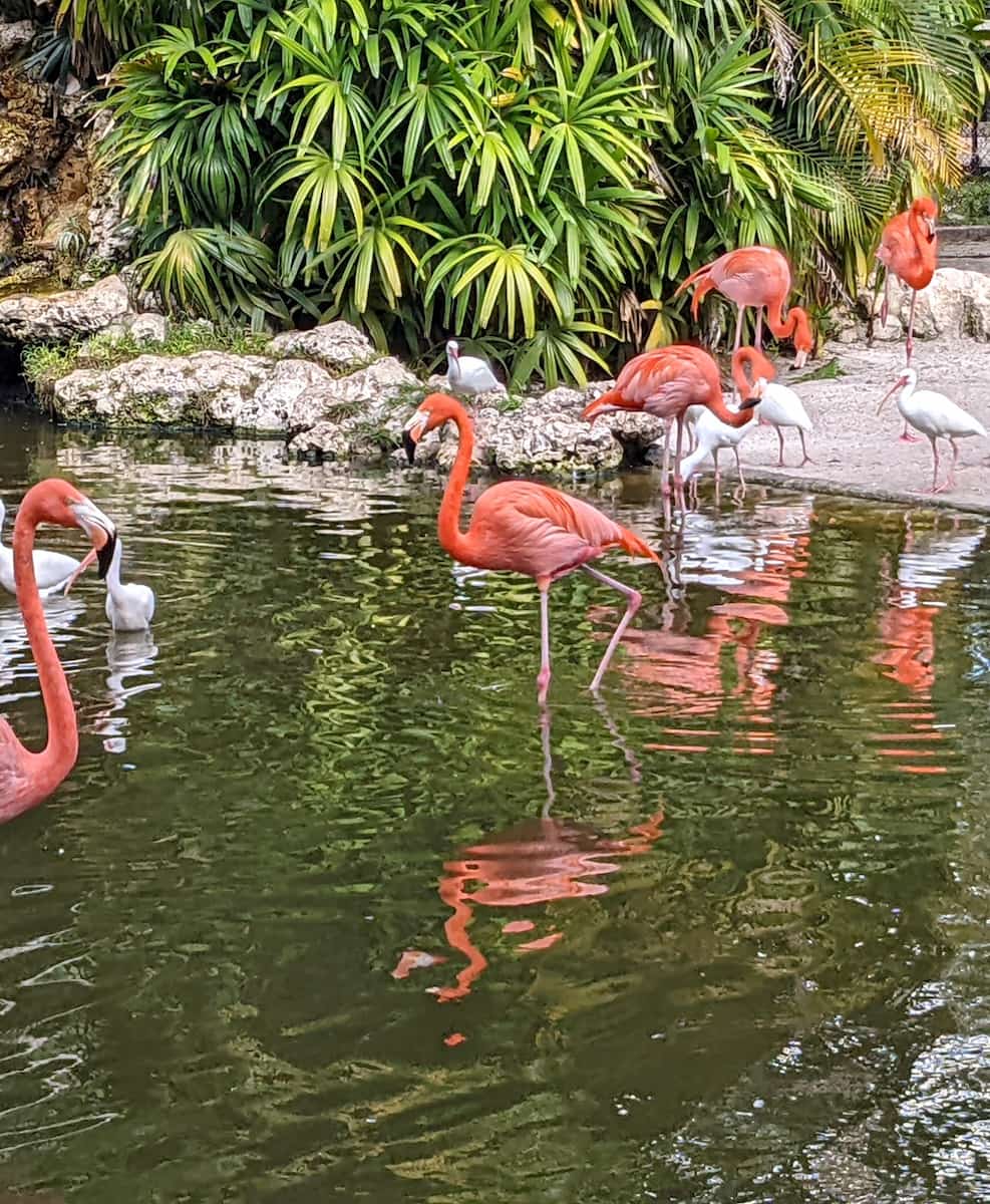 Flamingo Gardens Fort Lauderdale Flamingo Gardens Fort Lauderdale
