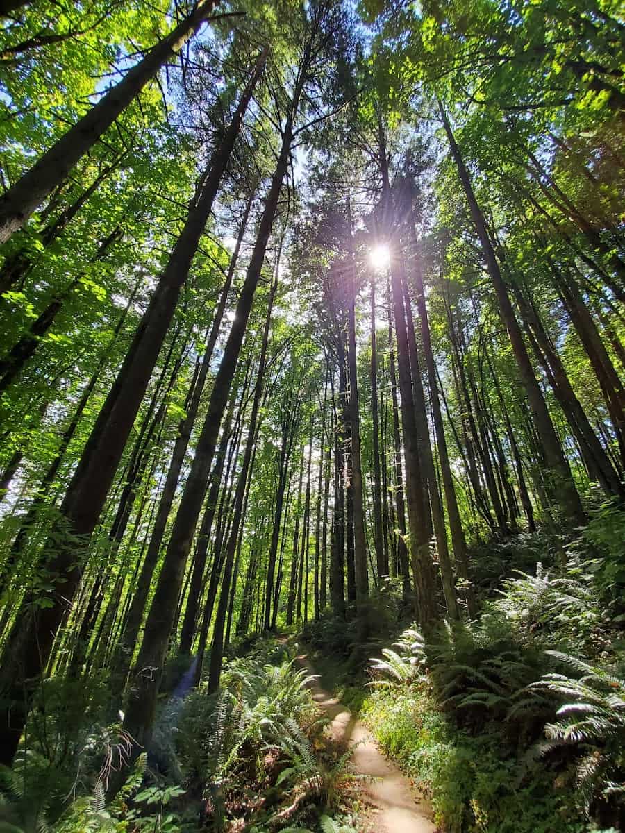 Forest Park, Portland Forest Park, Portland
