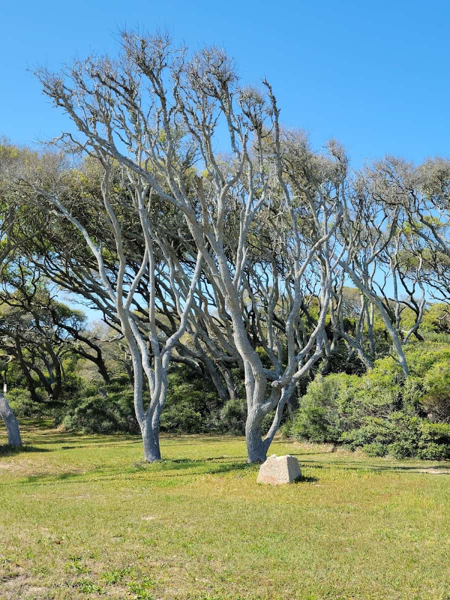Fort Fisher State Recreation Area, Wilmington Fort Fisher State Recreation Area, Wilmington