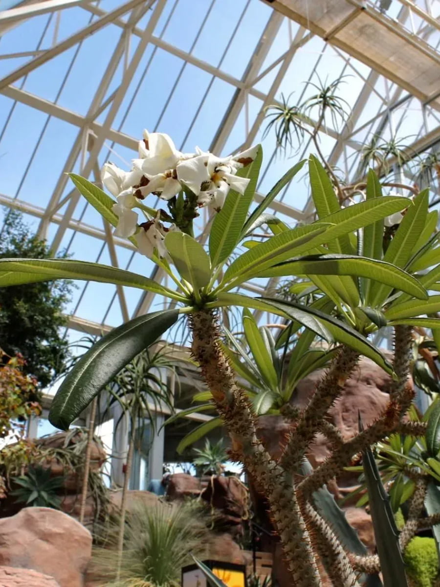Franklin Park Conservatory, Columbus, Ohio Franklin Park Conservatory, Columbus, Ohio