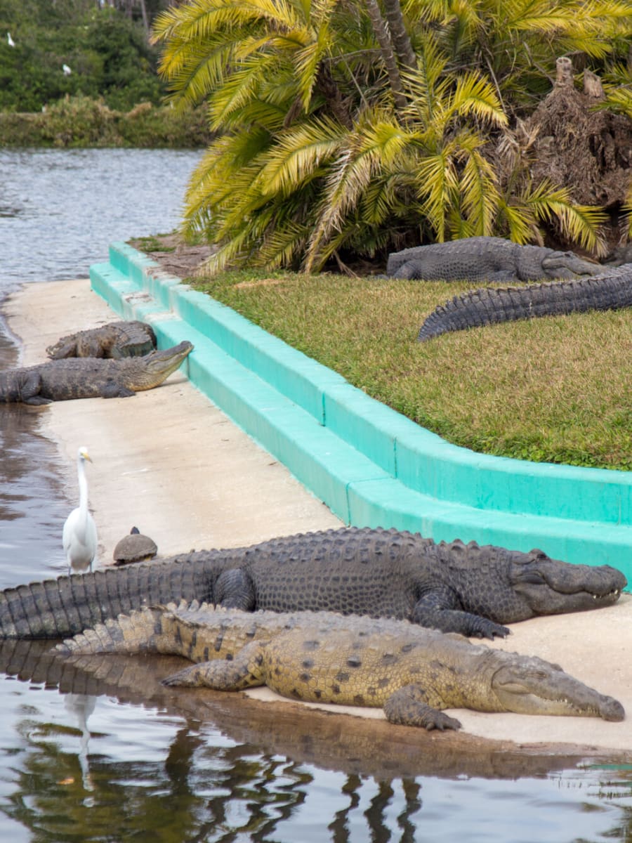 Gatorland, Orlando, Florida Gatorland, Orlando, Florida
