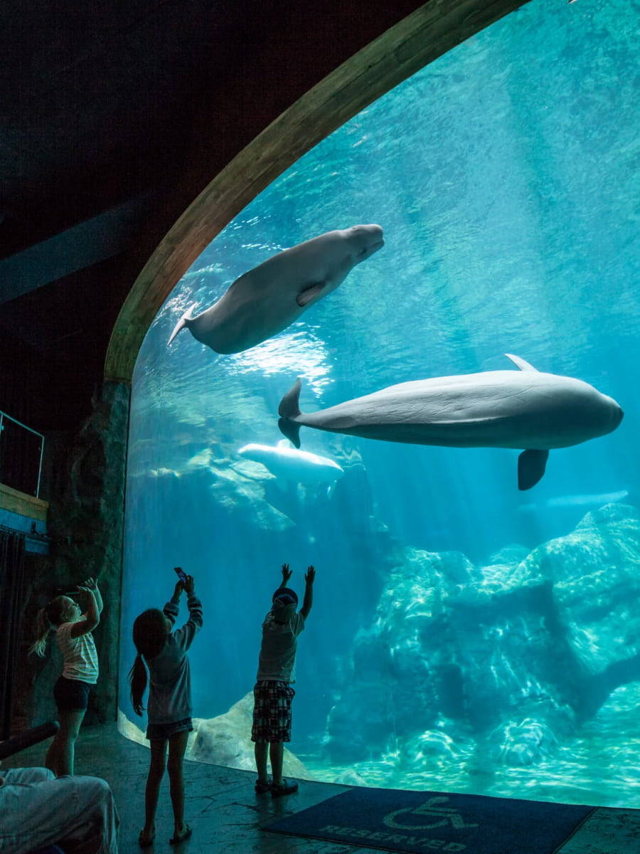 Inside of Georgia Aquarium, Georgia, US Inside of Georgia Aquarium, Georgia, US