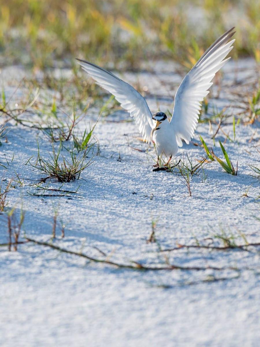Grayton Beach State Park, Florida Grayton Beach State Park, Florida