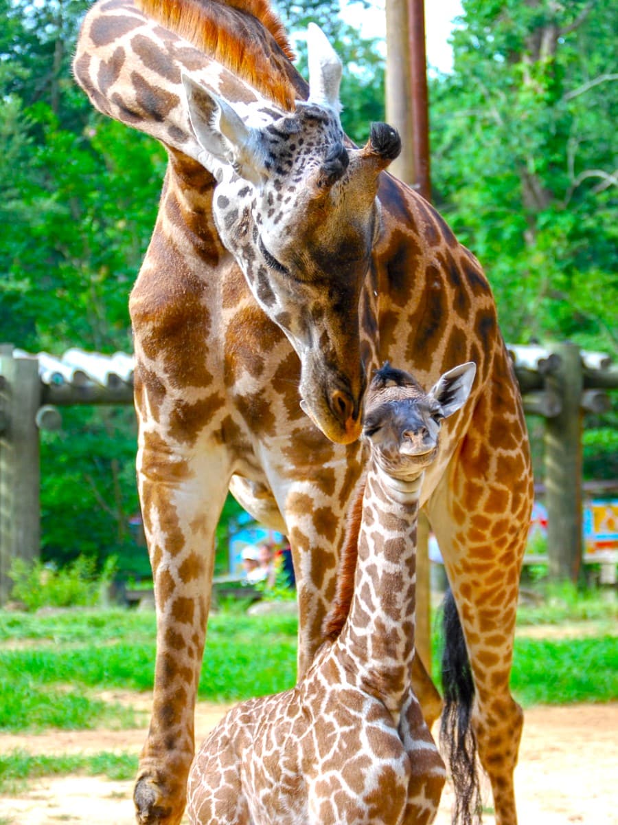 Greenville Zoo, Greenville Greenville Zoo, Greenville