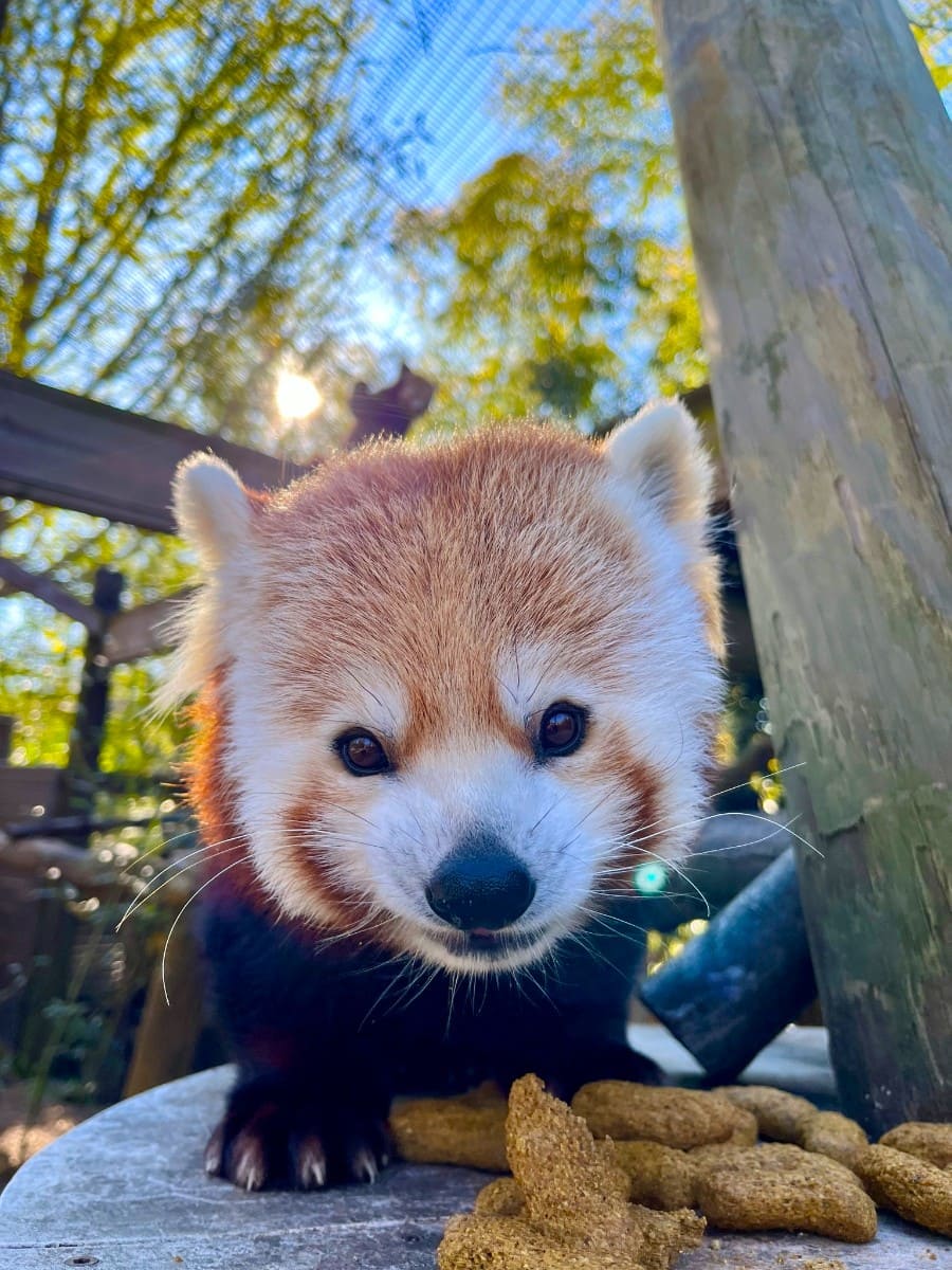 Greenville Zoo, Greenville Greenville Zoo, Greenville