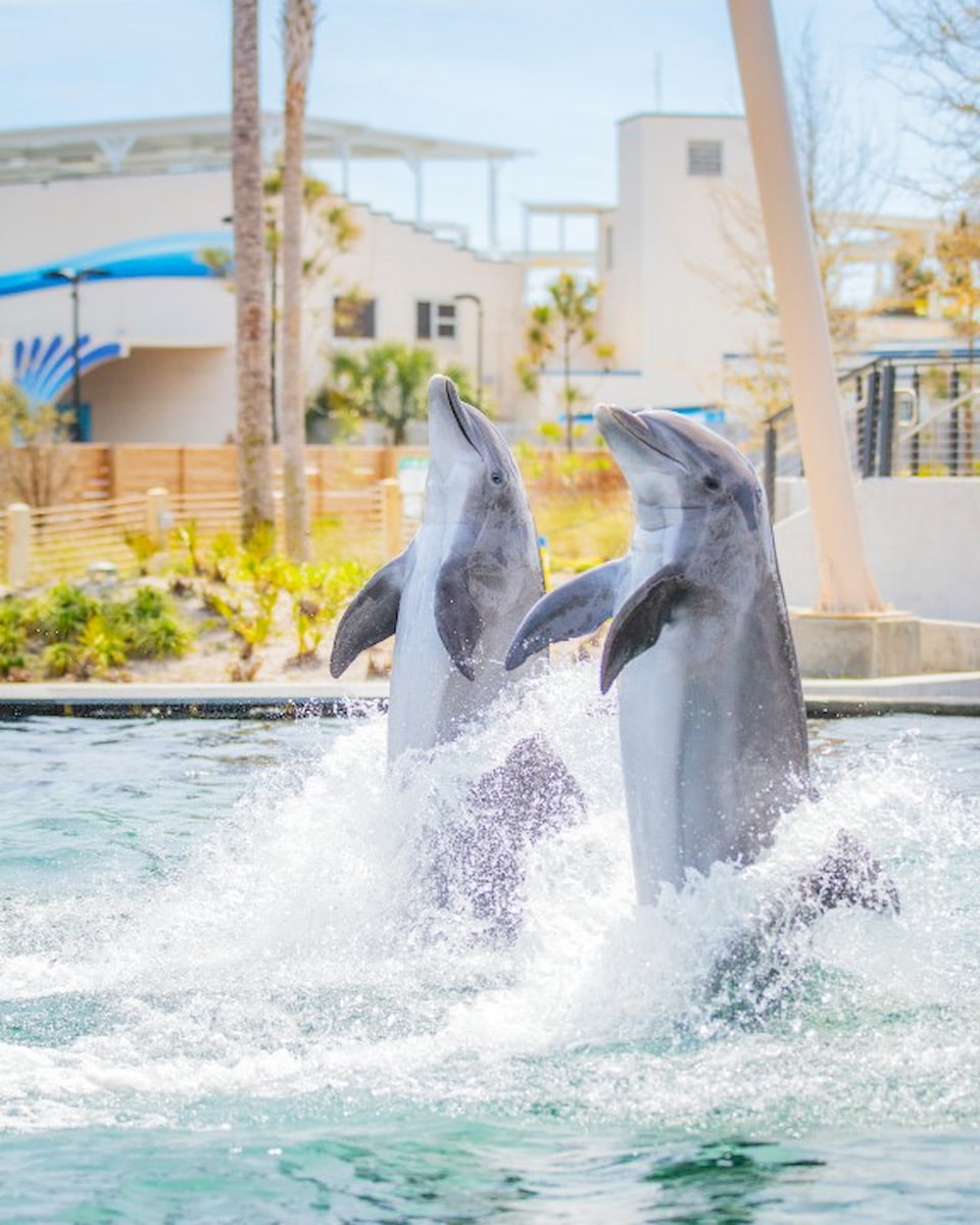 Gulfarium Marine Adventure Park, Destin Gulfarium Marine Adventure Park, Destin