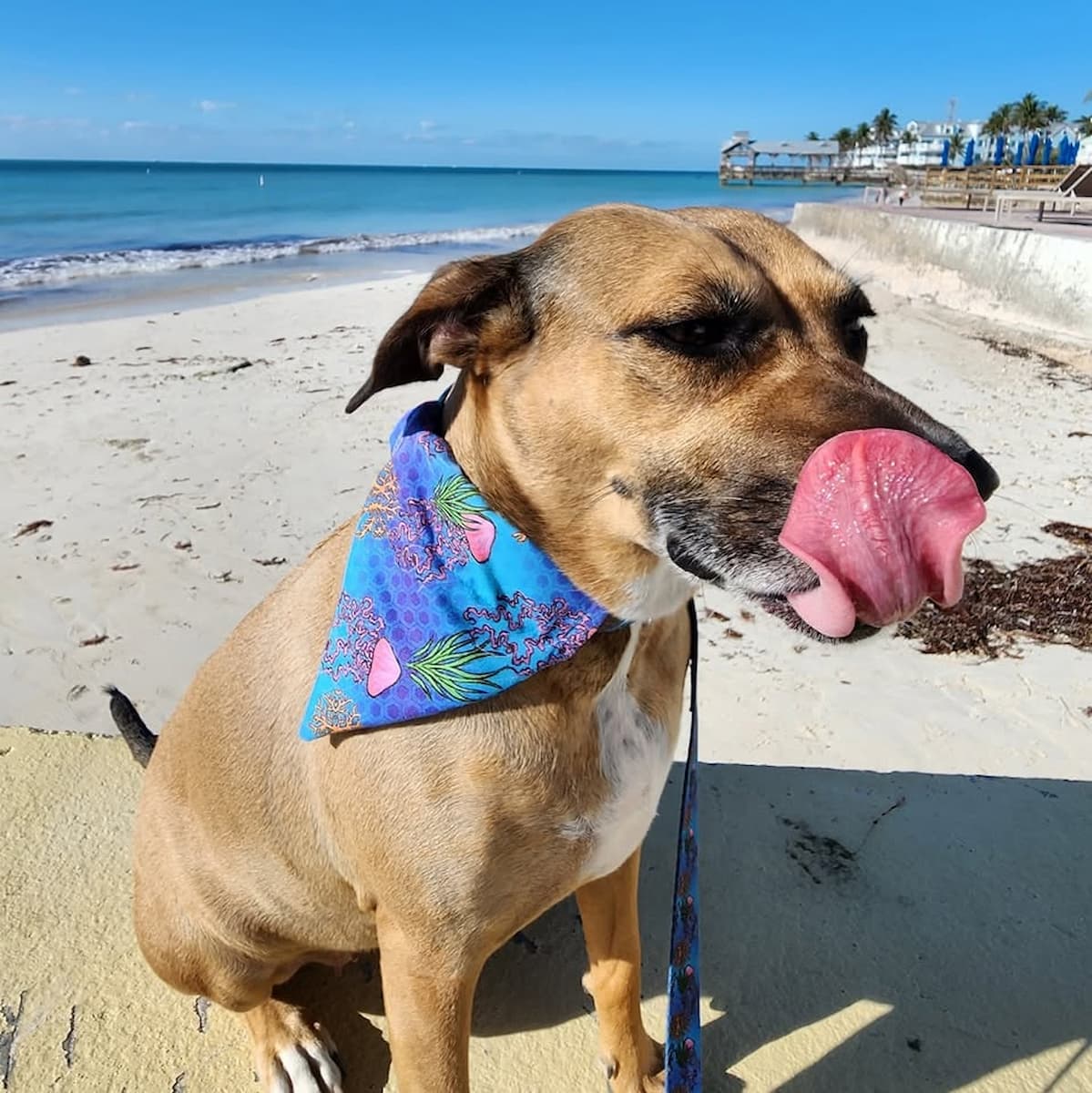 Higgs Beach, Key West Higgs Beach, Key West