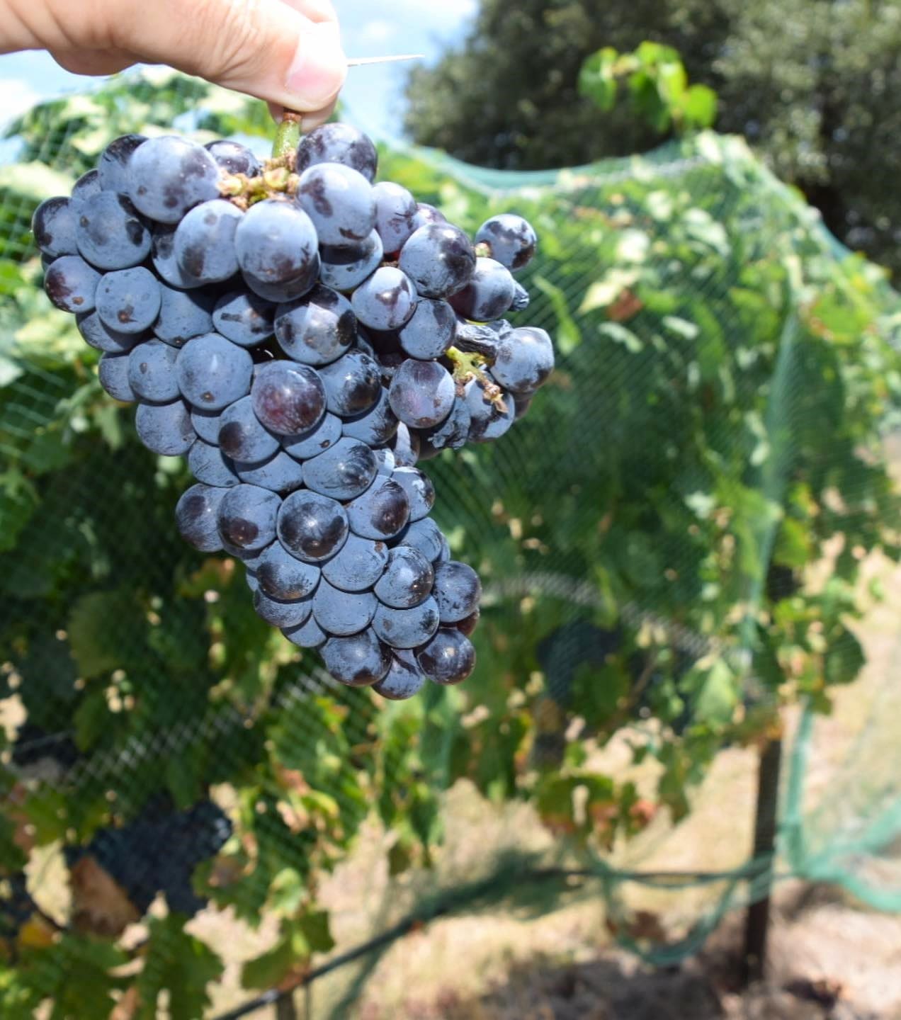 Hill Country Wineries, Texas Hill Country Wineries, Texas